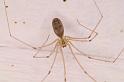 Pholcus_phalangioides_D5732_Z_88_Ooij_Nederland