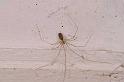 Pholcus_phalangioides_D5733_Z_88_Ooij_Nederland