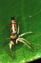Cosmophasis_micarioides_F0781_Z_82_Daintree-Cookstown_Australie