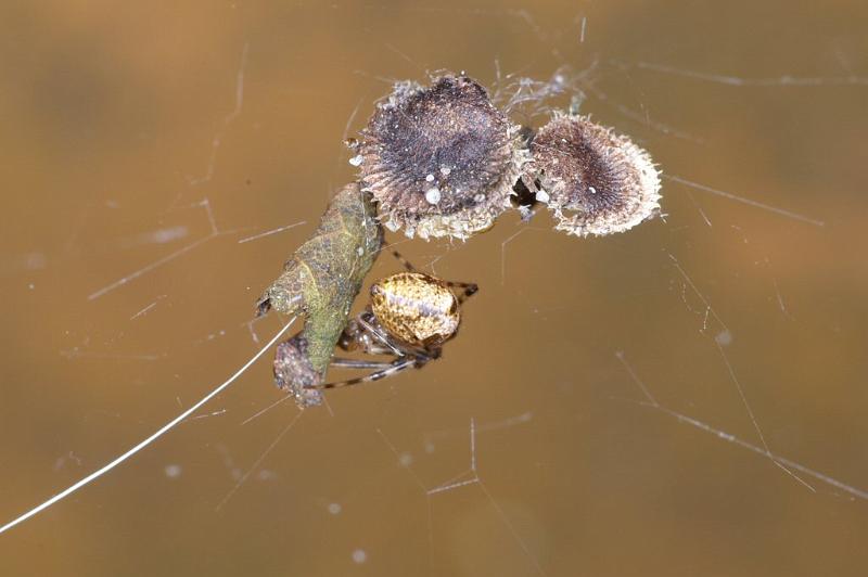 Theridion_ZZXYX_D2892_Z_88_Badhoevedorp_Nederland.jpg