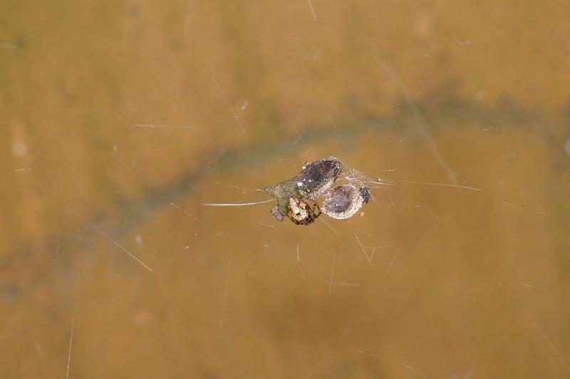 Theridion_ZZXYX_D2893_Z_85_Badhoevedorp_Nederland.jpg