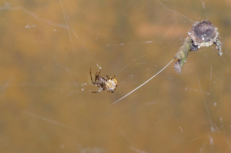 Theridion_ZZXYX_D2894_Z_85_Badhoevedorp_Nederland.jpg