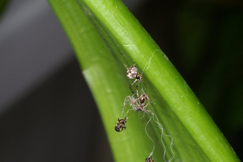 Theridion_ZZXYX_D3070_Z_85_Badhoevedorp_Nederland.jpg