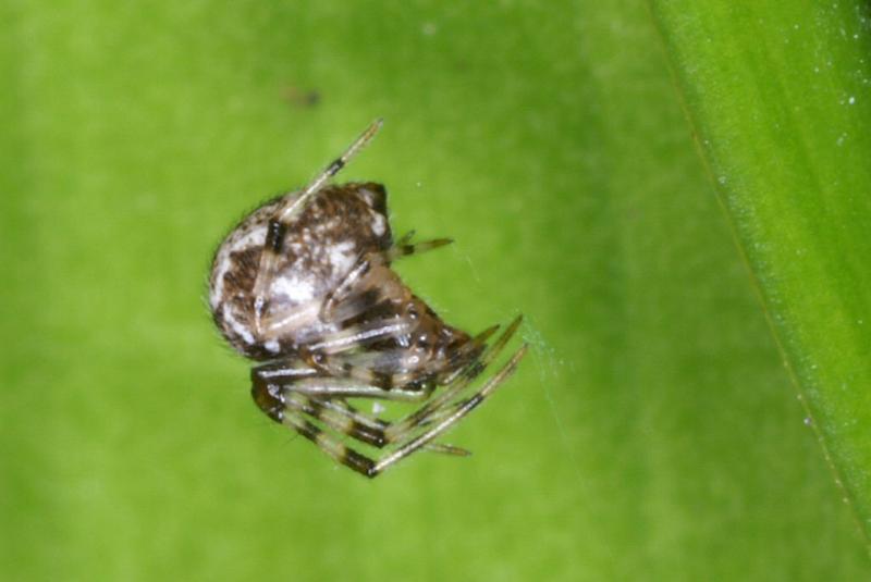 Theridion_ZZXYX_D3072_Z_75_Badhoevedorp_Nederland.jpg