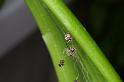 Theridion_ZZXYX_D3070_Z_85_Badhoevedorp_Nederland
