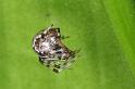 Theridion_ZZXYX_D3072_Z_75_Badhoevedorp_Nederland