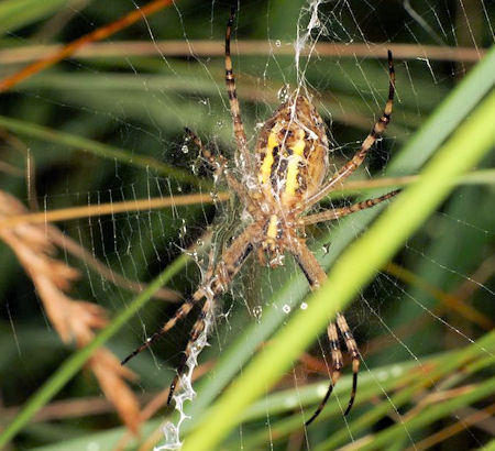 Argiope bruennichi female