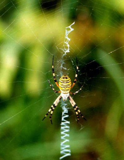 Argiope bruennichi female