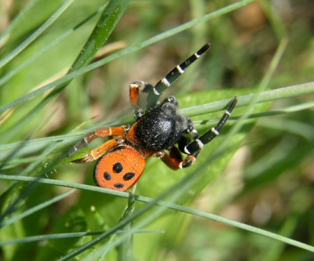 Eresus cinnaberinus