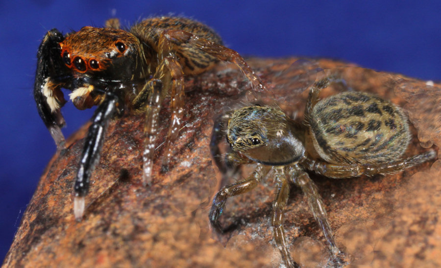 Euophrys frontalis male and female