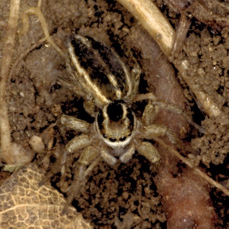 Phlegra fasciata female