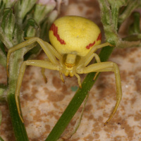 Tent spider 