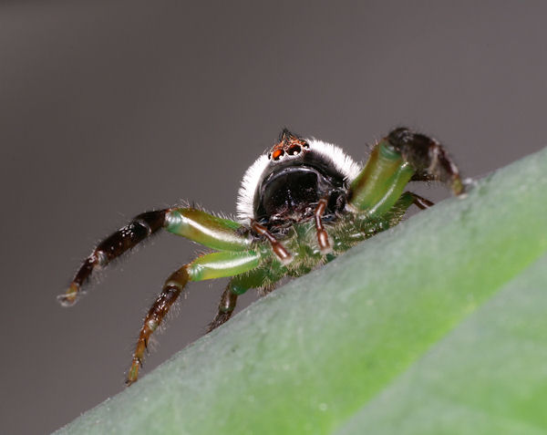 australian spider images