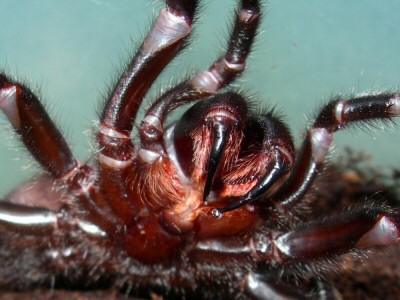 australian funnel web