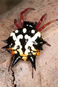 spiny spider Astracantha minax