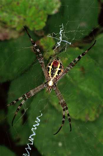 Argiope picta 