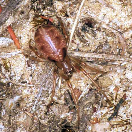 Phonognatha graeffei