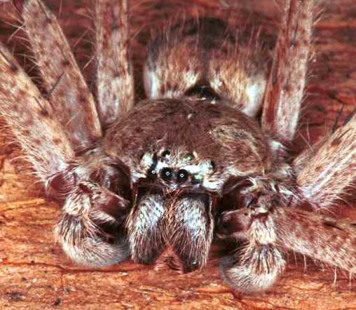 Huntsman spider Heteropodidae Selenopidae 