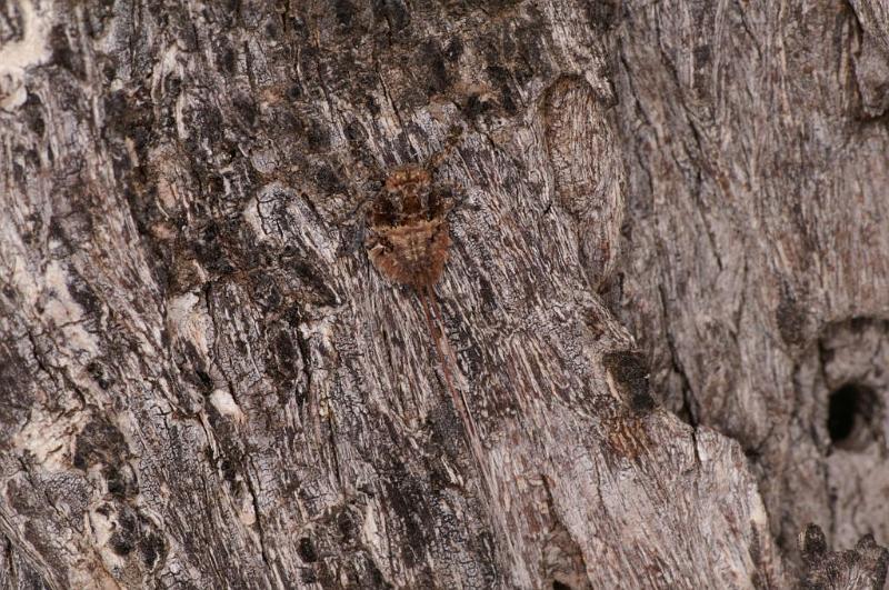 ZZ_ZZ397_D5503_Z_85_Collinsville_Australie.jpg