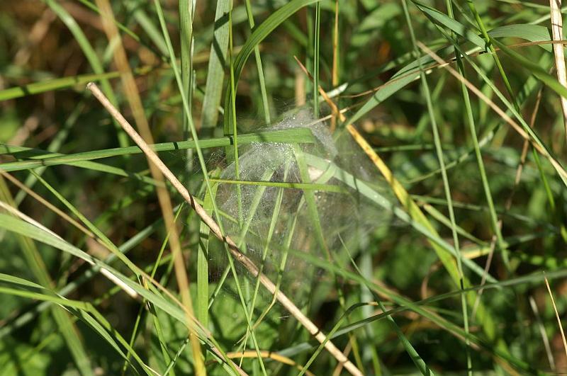 ZZ_ZZXYX_D6982_Z_85_Waterleidingduinen_Nederland.jpg