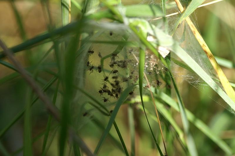 ZZ_ZZXYX_D6984_Z_88_Waterleidingduinen_Nederland.jpg