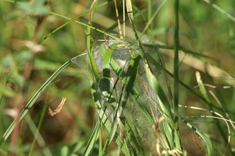 ZZ_ZZXYX_D6985_Z_85_Waterleidingduinen_Nederland.jpg