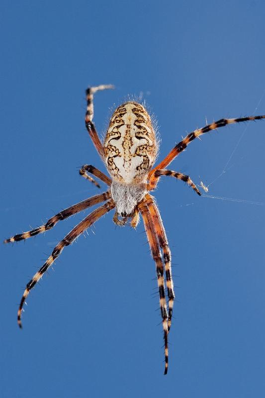 Aculepeira_annulipes_D5895_Z_90_Tenerife_Spanje.jpg