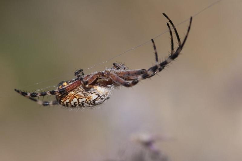 Aculepeira_annulipes_D5896_Z_88_Tenerife_Spanje.jpg