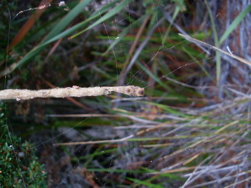 Arachnura_higginsi_D5649_Z_85_Northcliffe_Australie.jpg