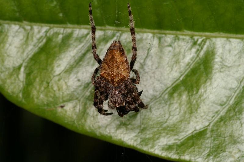 Araneus_ZZ389_D5441_Z_85_Yungaburra_Australie.jpg