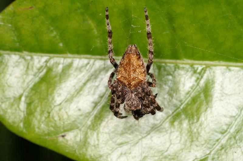 Araneus_ZZ389_D5442_Z_90_Yungaburra_Australie.jpg