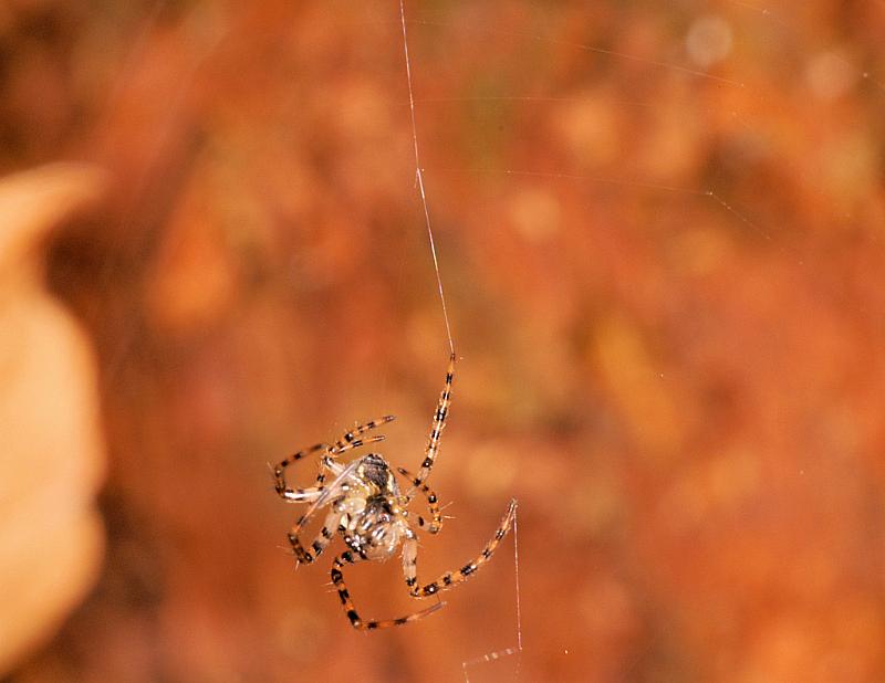 Araneus_ZZ404_D5613_Z_85_Prattenburg_Nederland.jpg