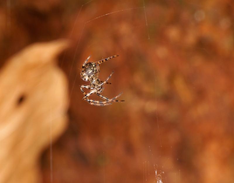 Araneus_ZZ404_D5614_Z_88_Prattenburg_Nederland.jpg