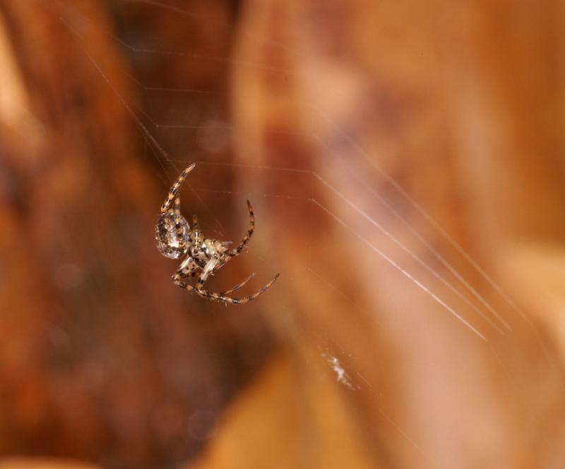 Araneus_ZZ404_D5615_Z_88_Prattenburg_Nederland.jpg