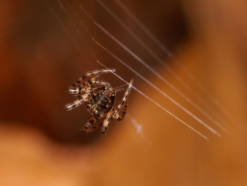 Araneus_ZZ404_D5616_Z_82_Prattenburg_Nederland.jpg