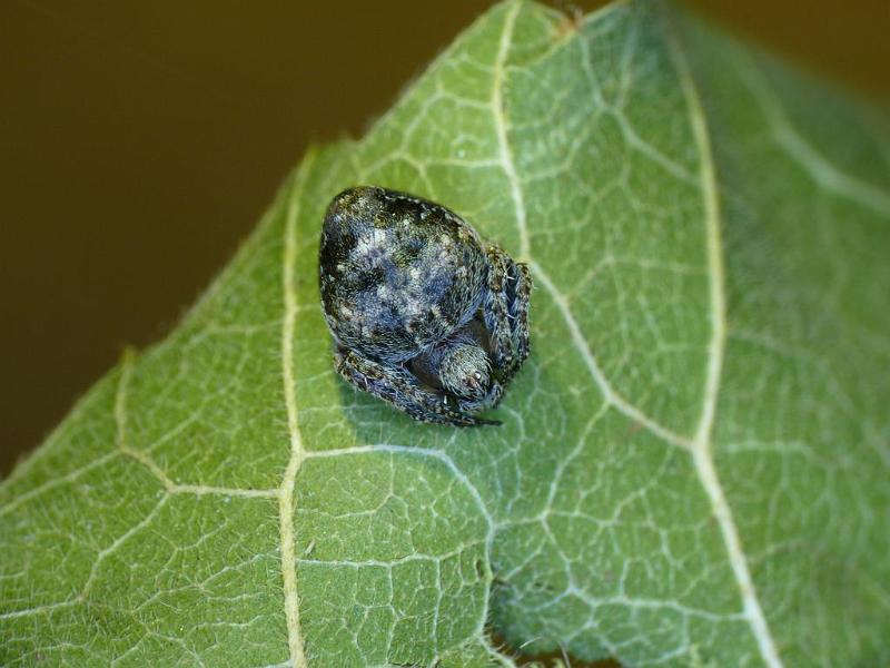 Araneus_acuminata_D6222_Z_88_Brisbane_Australie.jpg