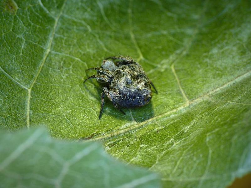 Araneus_acuminata_D6223_Z_84_Brisbane_Australie.jpg