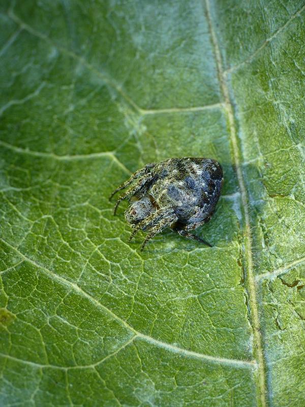 Araneus_acuminata_D6224_Z_84_Brisbane_Australie.jpg