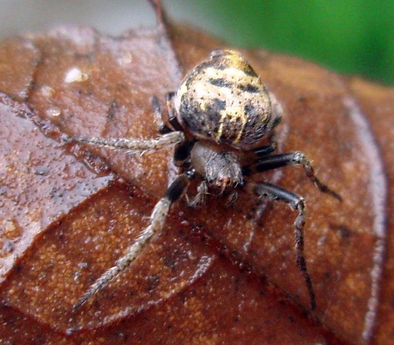 Araneus_acuminatus_D6348_Z_86_Brisbane_Australie.jpg