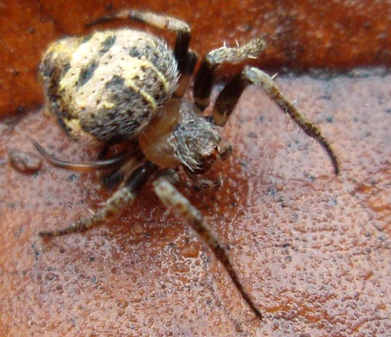 Araneus_acuminatus_D6349_Z_82_Brisbane_Australie.jpg