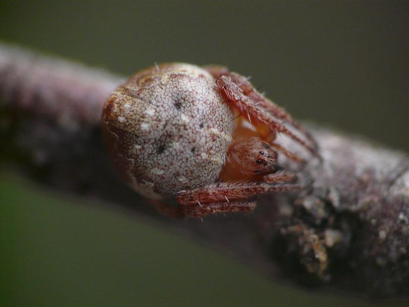 Araneus_acuminatus_D6676_Z_87_Brisbane_Australie.jpg