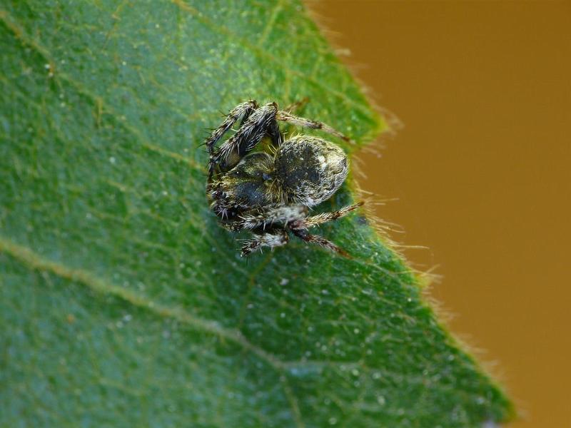 Araneus_acuminatus_D6928_Z_88_Brisbane_Australie.jpg