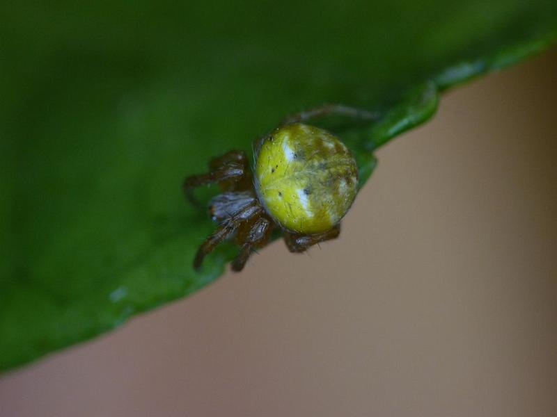 Araneus_albotriangulus_D6363_Z_88_Brisbane_Australie.jpg