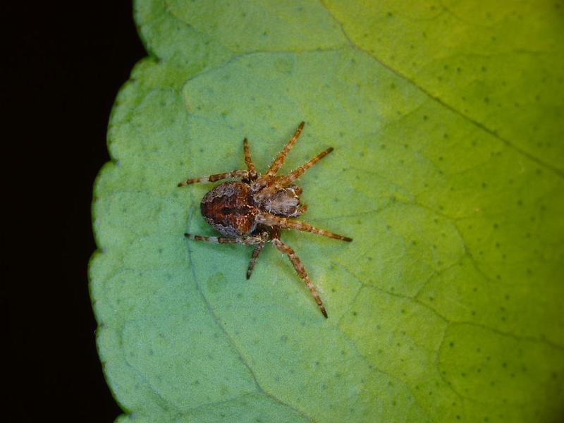 Araneus_arenaceus_D6404_Z_88_Brisbane_Australie.jpg