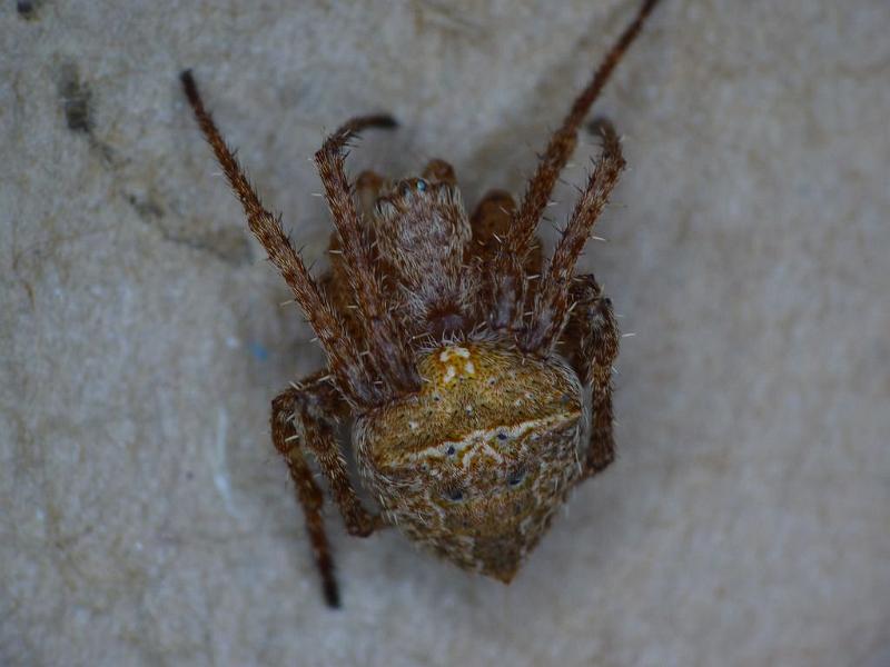 Araneus_arenaceus_D6459_Z_82_Brisbane_Australie.jpg