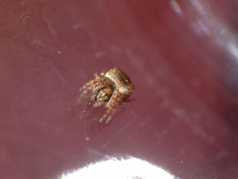 Araneus_arenaceus_D6766_Z_87_Brisbane_Australie.jpg