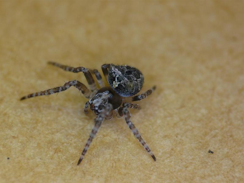 Araneus_arenaceus_D6926_Z_88_Brisbane_Australie.jpg