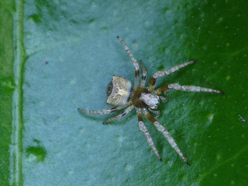 Araneus_arenaceus_D6962_Z_90_Brisbane_Australie.jpg