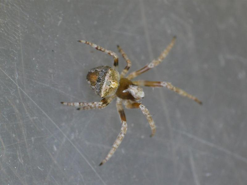 Araneus_arenaceus_D6963_Z_88_Brisbane_Australie.jpg