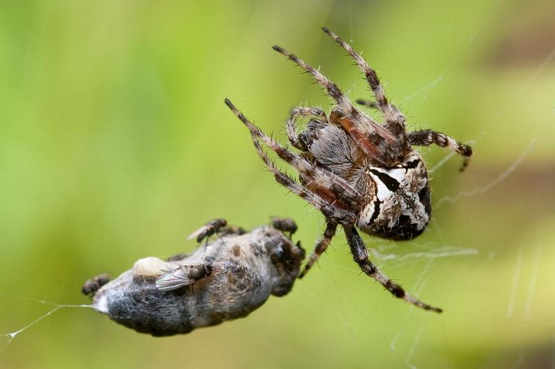 Araneus_bufo_D5898_Z_85_Tenerife_Spanje.jpg